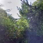 Foto de Francis et marceline